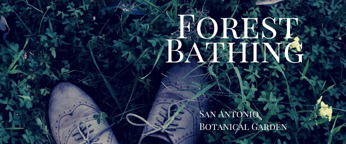 Forest Bathing SA Botanical Garden 