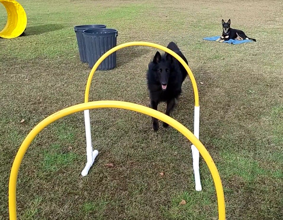 Dog Training with Obstacles!