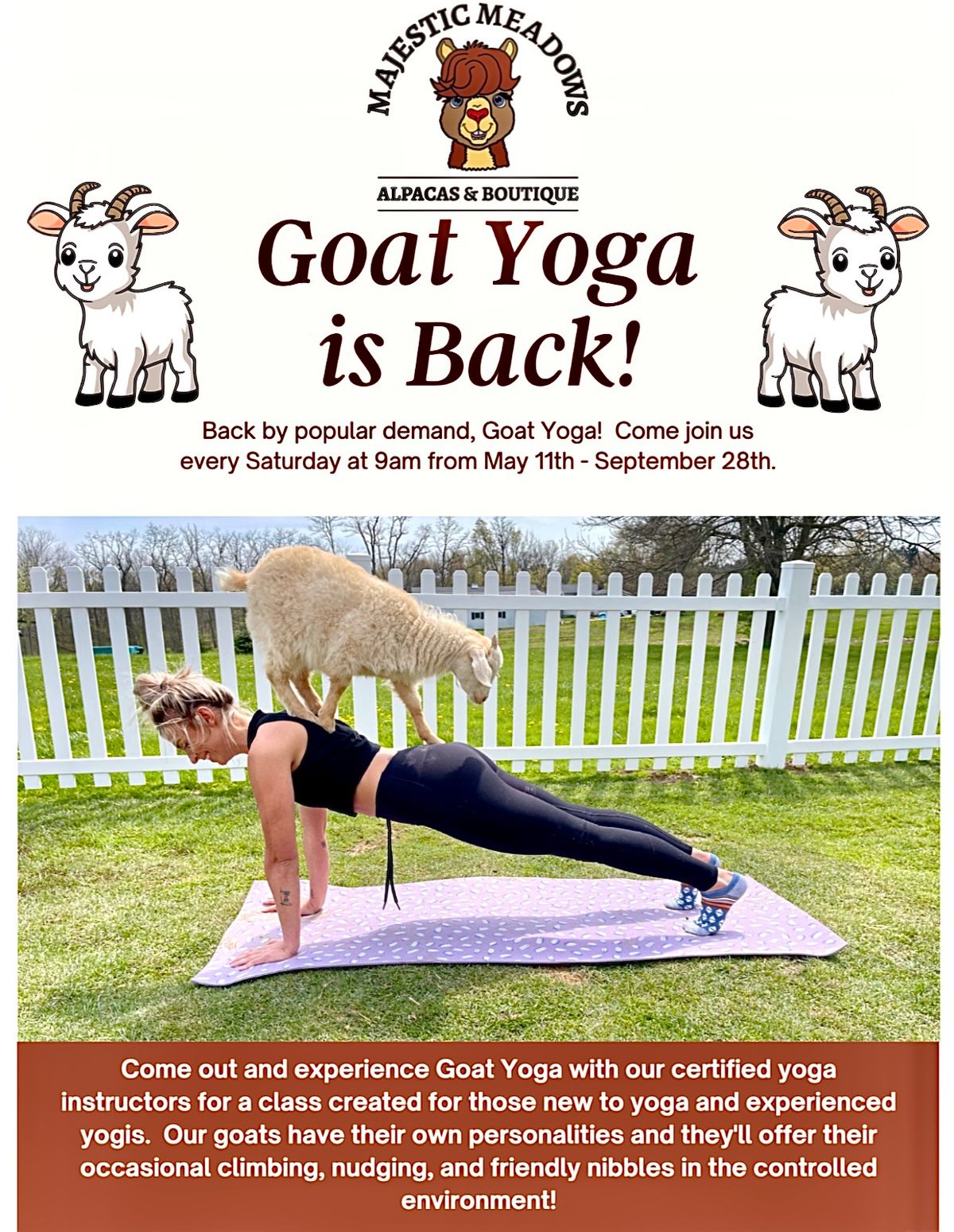 Goat Yoga at Majestic Meadows Alpacas & Boutique 