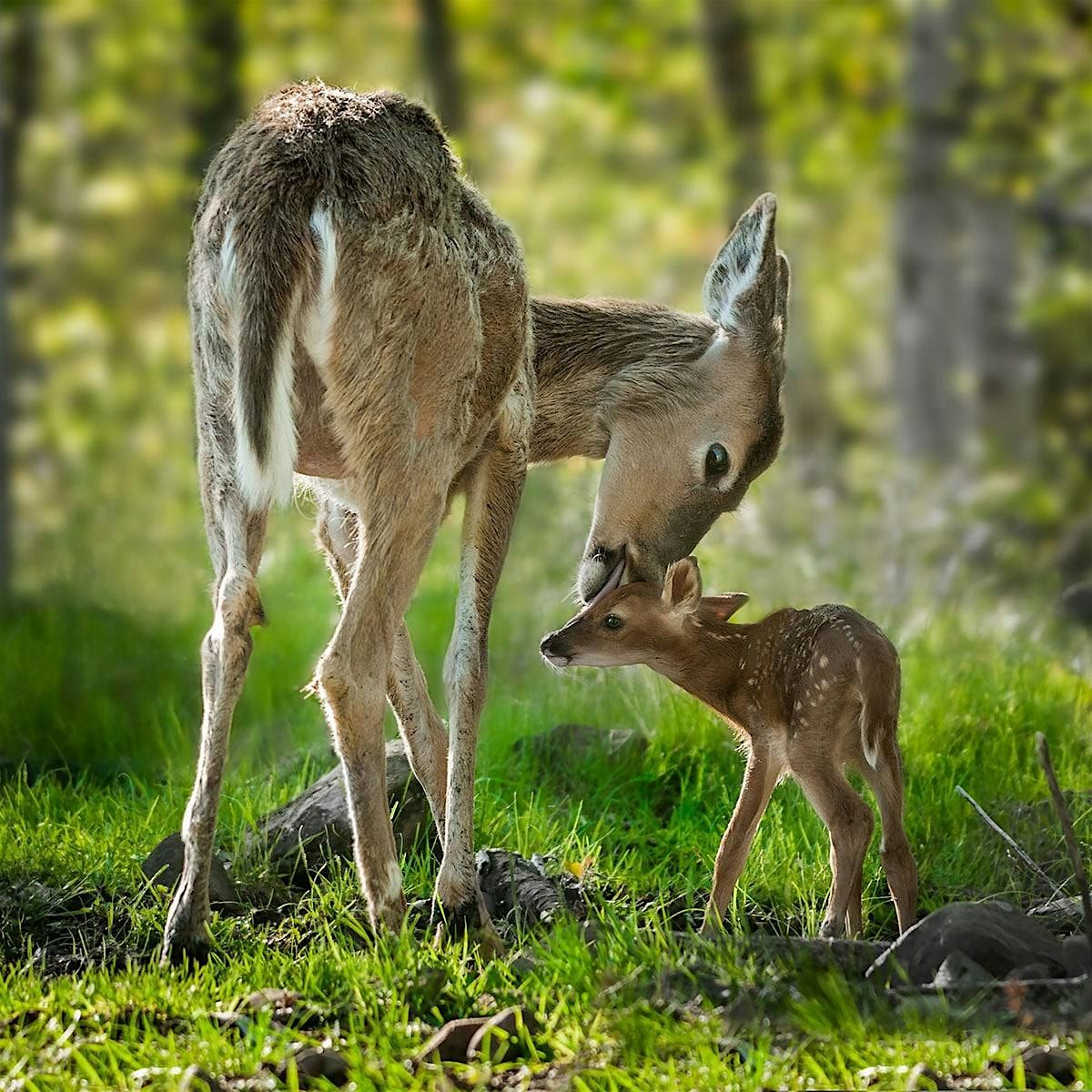 Story Time: National Wild Life Day