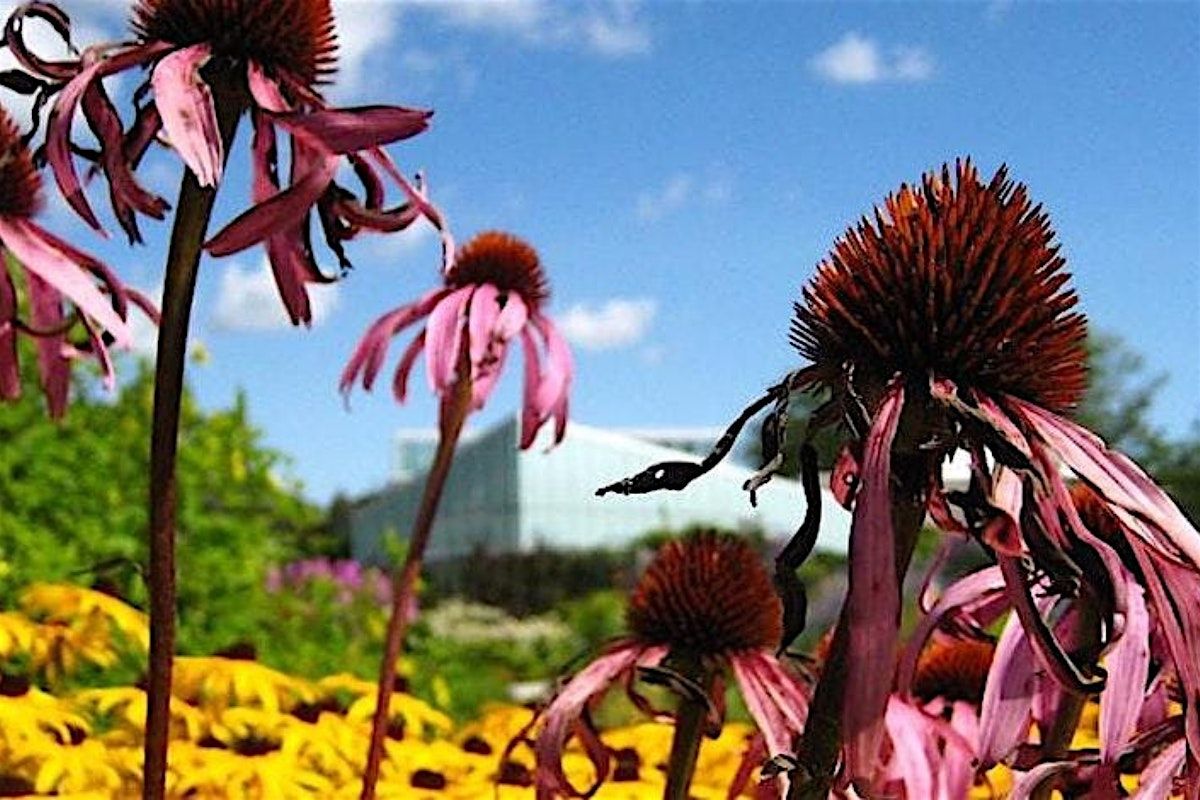 Native Plant Series: Collecting Native Seed