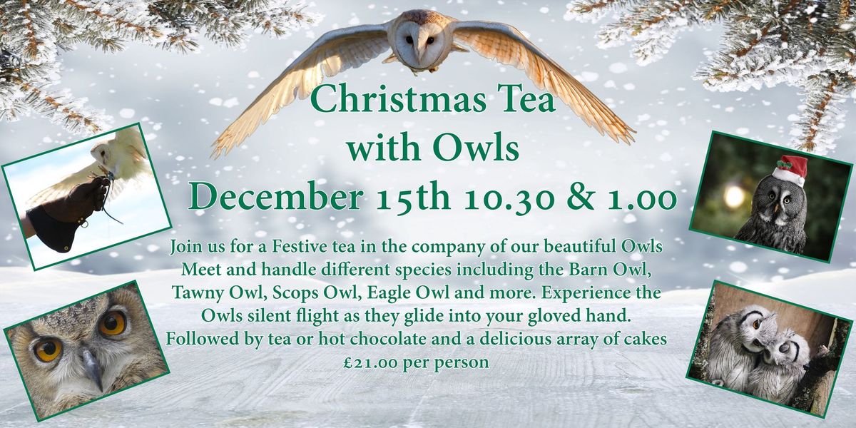 Christmas Tea with Owls