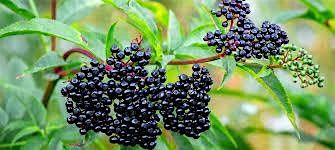 Elderberry Workshop