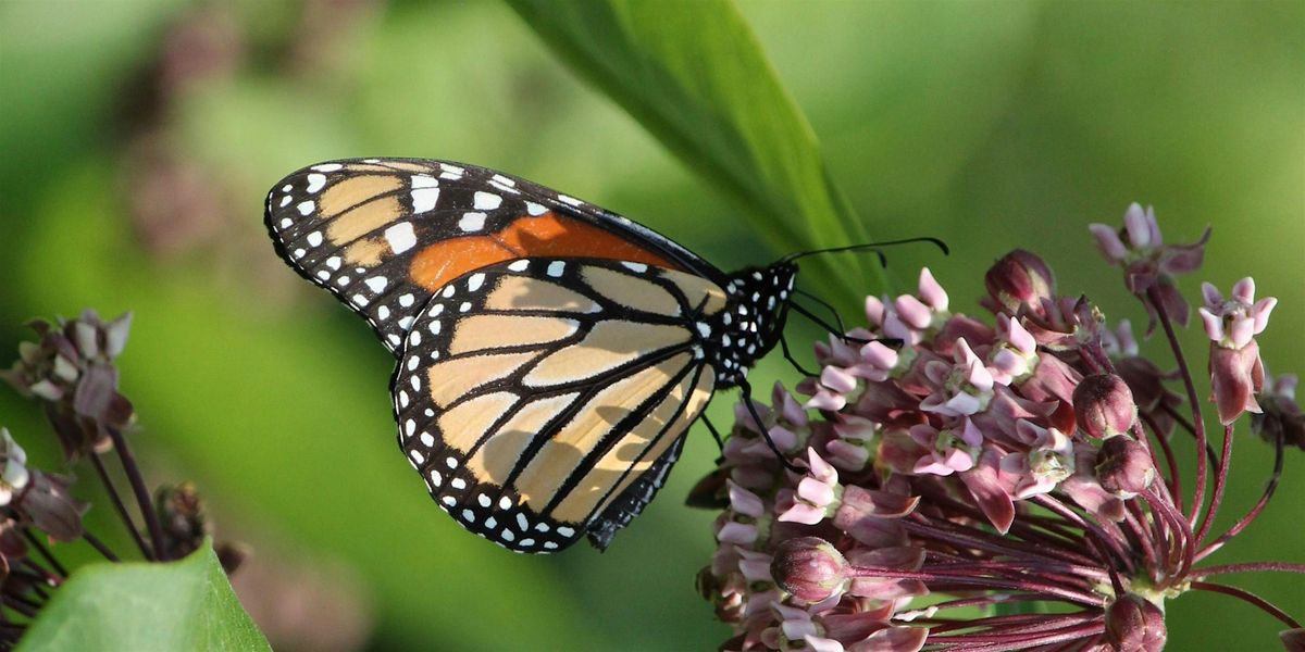 Monarch Habitat Hike