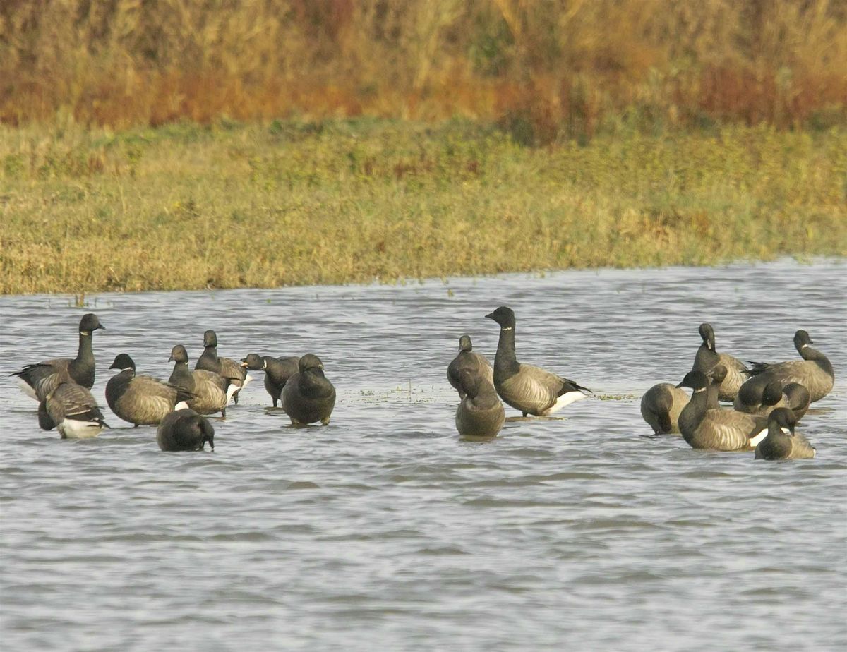 Winter wildfowl walk