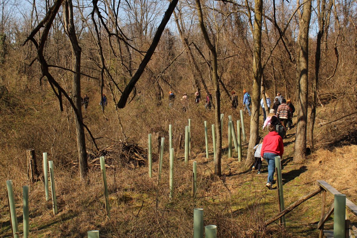 Emerging Abundance: Late Winter Foraging Walk