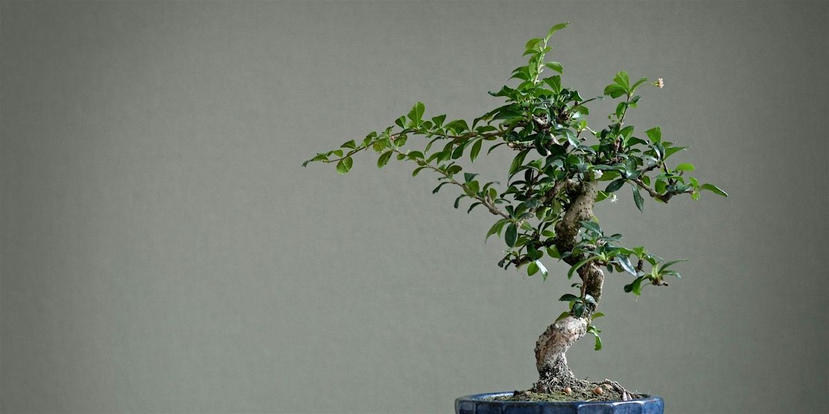 Bonsai Make & Take