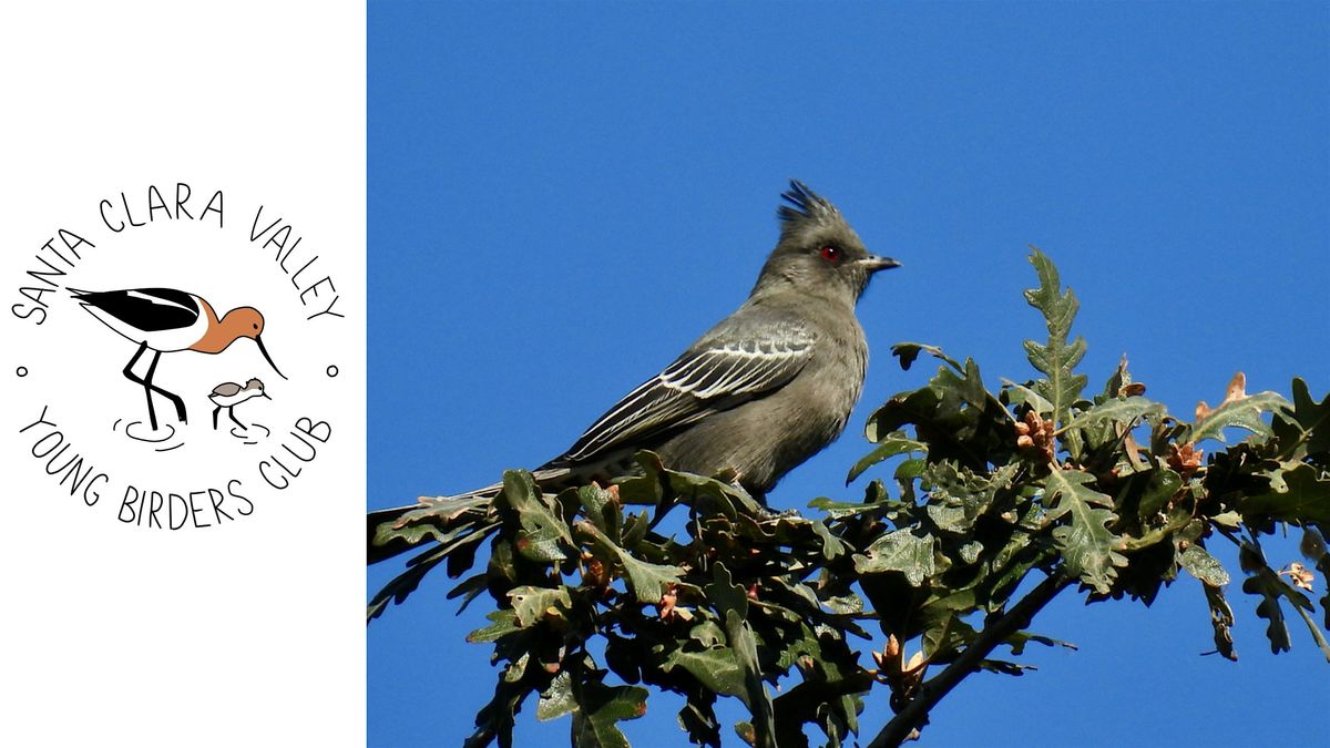 Young Birders Club: Guadalupe Oak Grove Park