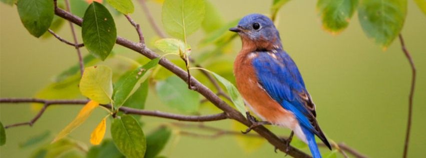 Gardening for Bluebirds and Other Wildlife