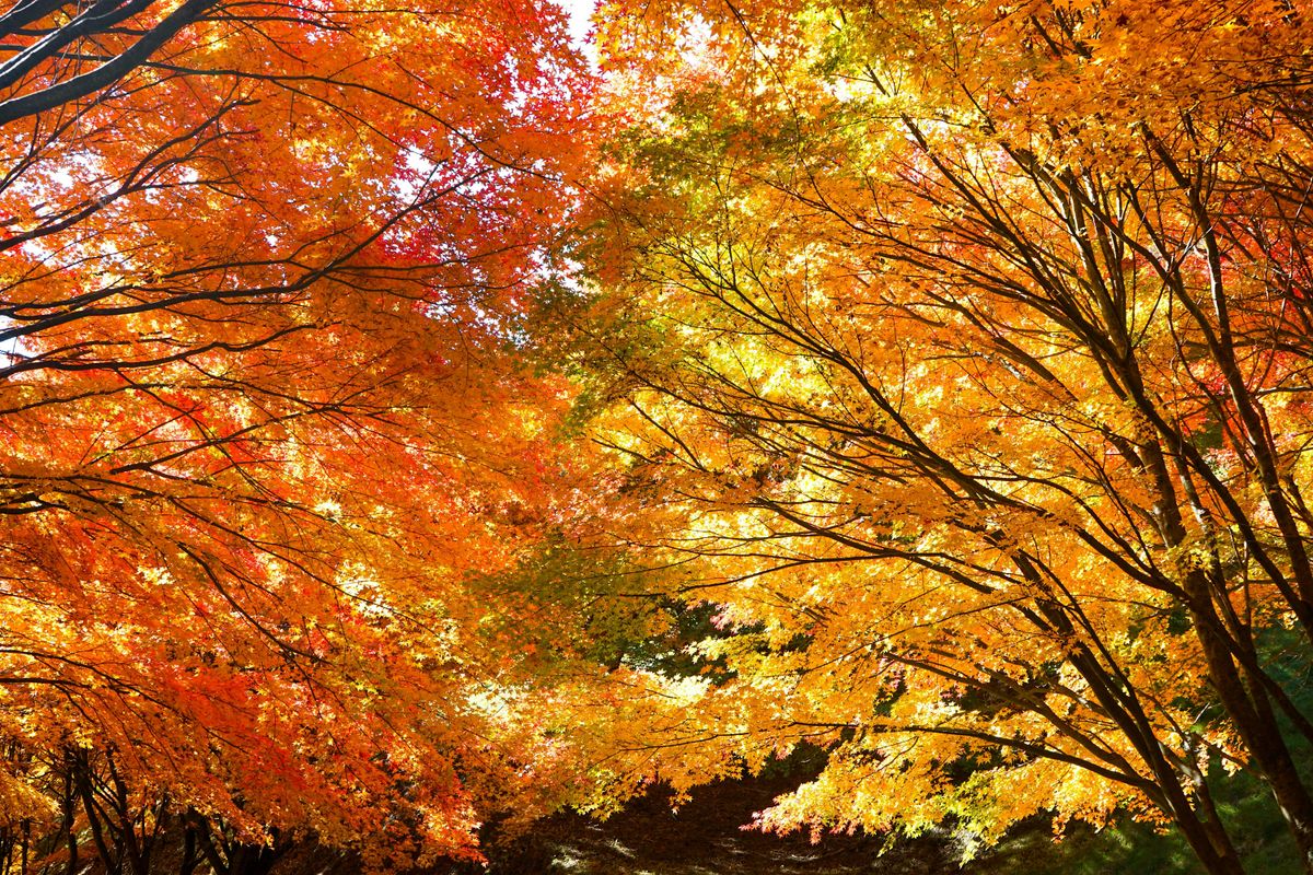 Pilgrimage, Nature and Us