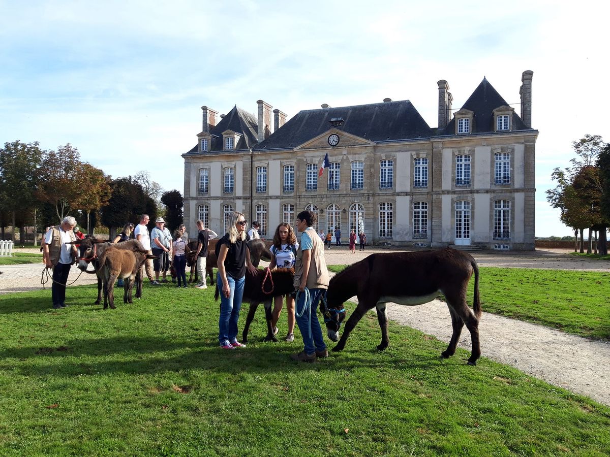 Concours national de l'\u00e2ne normand 