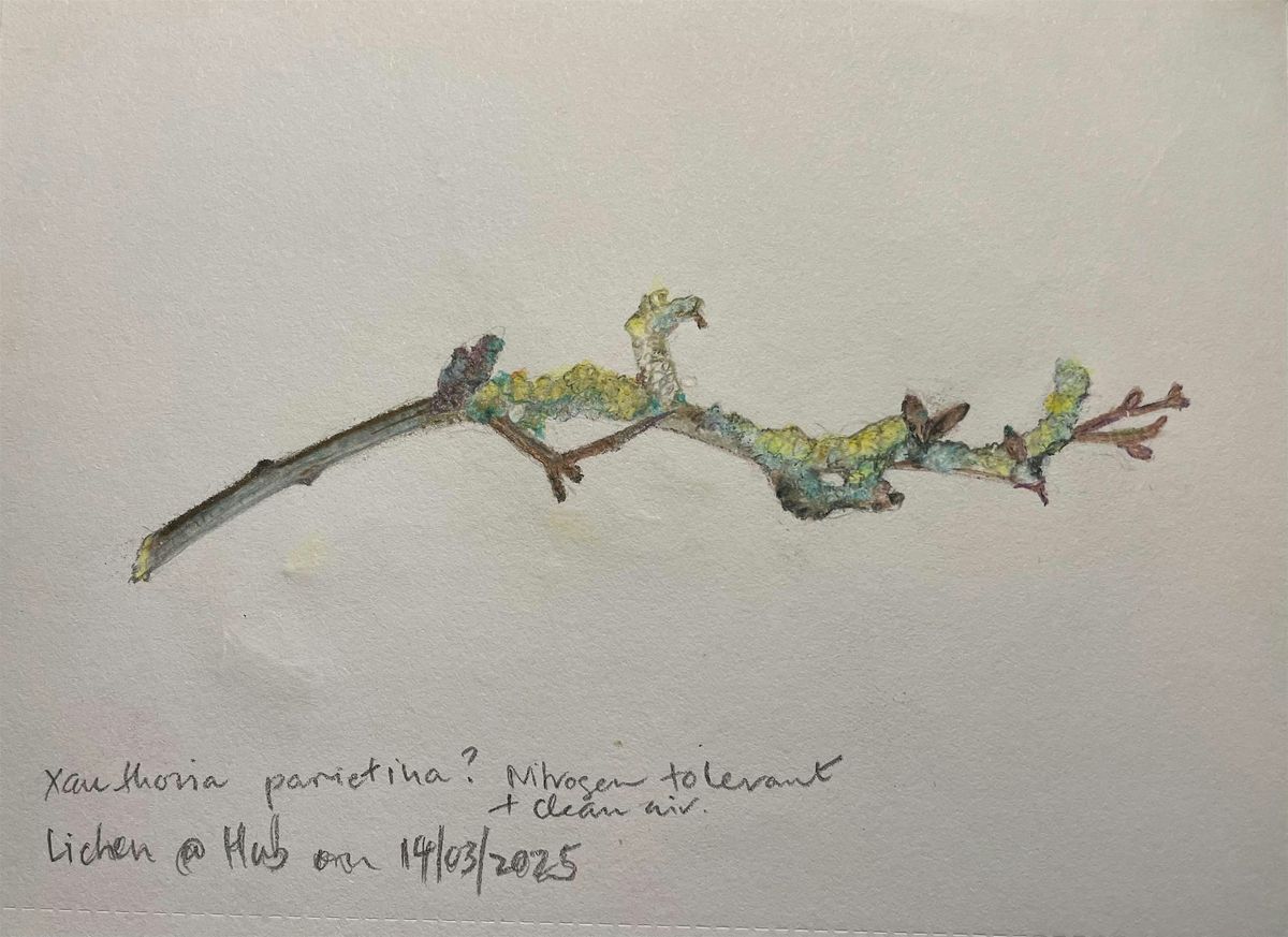 Botanical Drawing Group Autumn session 4