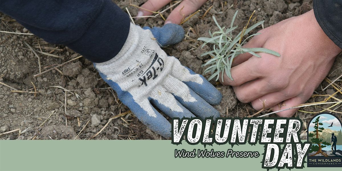 Volunteer Day: Backcountry Planting-  Wind Wolves Preserve