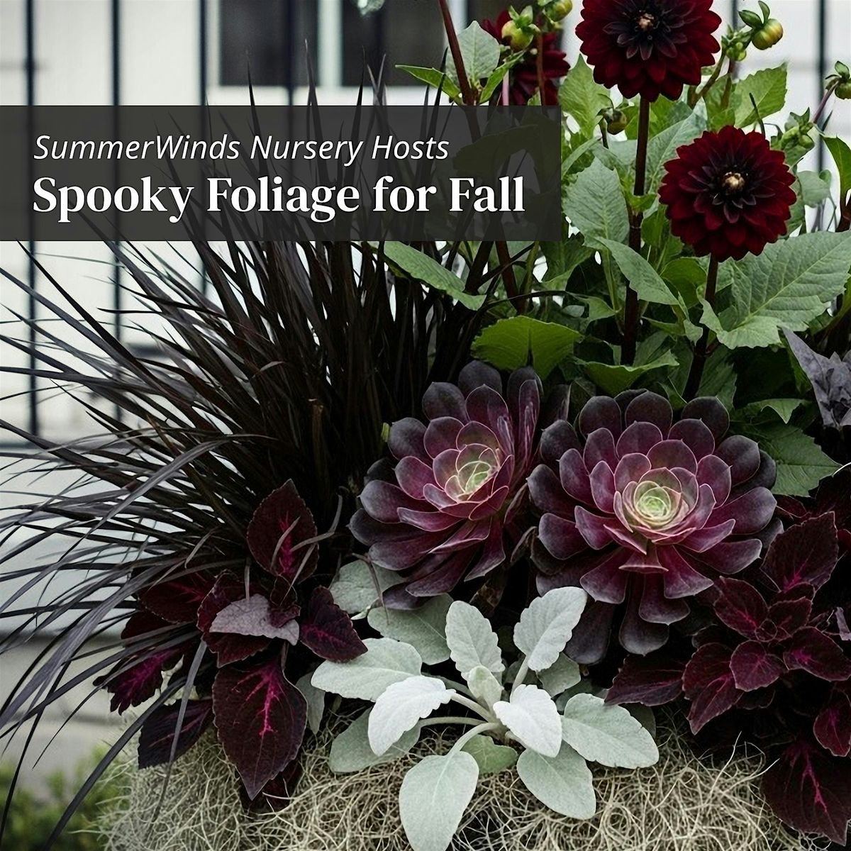 Spooky Foliage for Fall - Novato