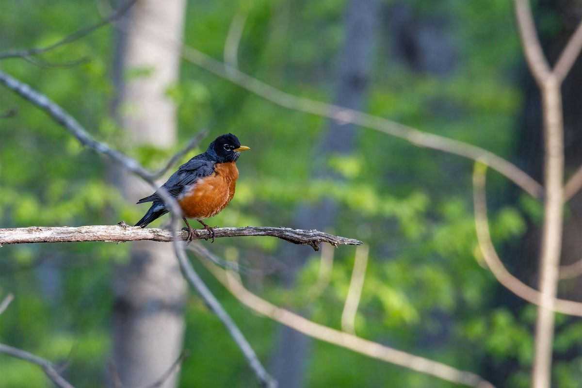 Birding at Burden November 2025