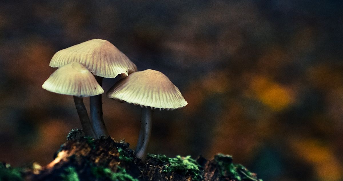 Macro Photography  foraging workshop
