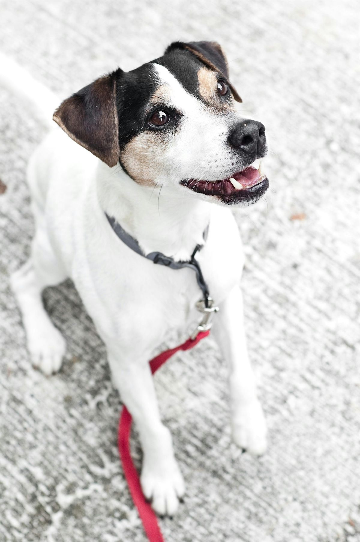 Puppy Kindergarten (10-16 weeks) - 2025