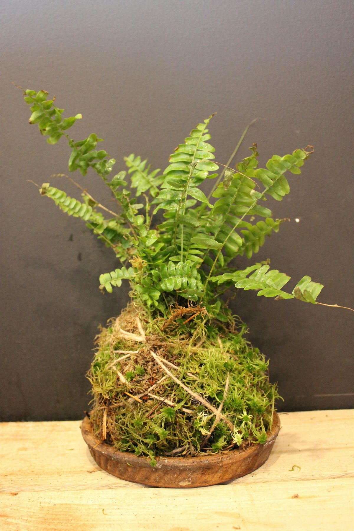 Kokedama workshop - the art of mossballs