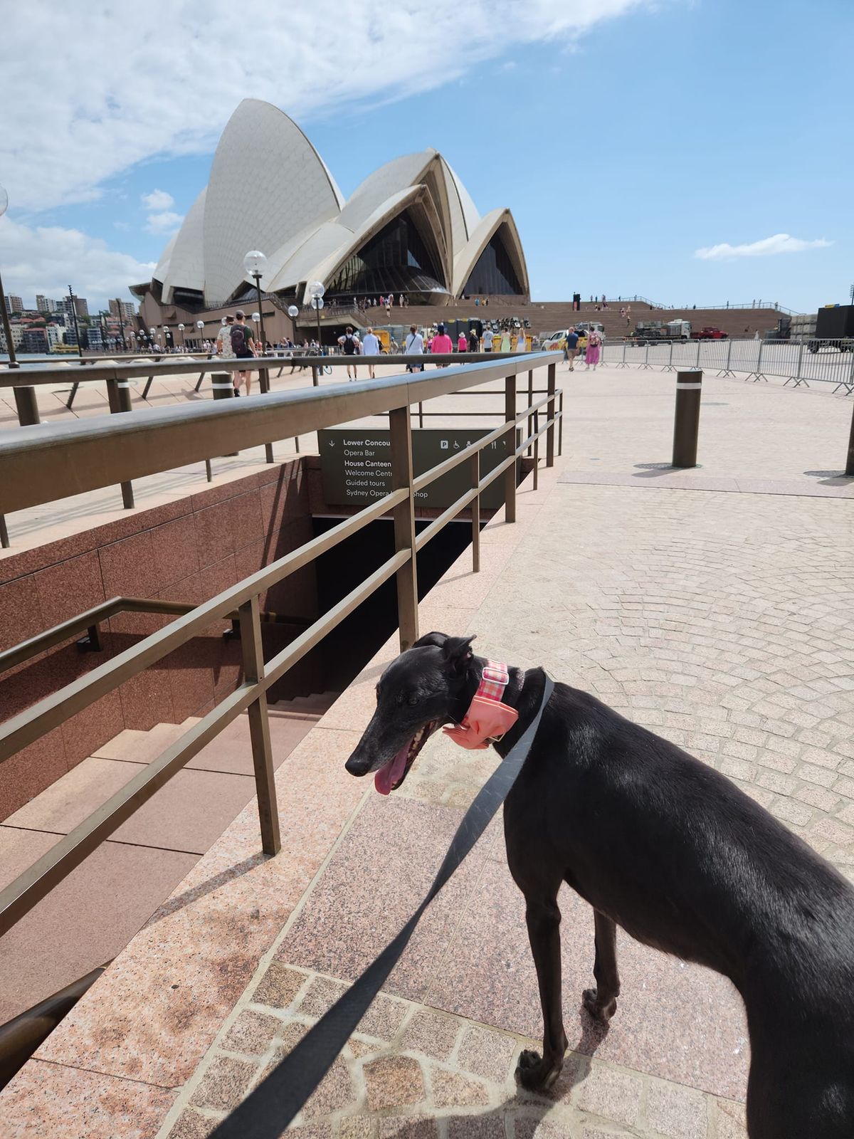 Great Global Greyhound Walk 2024 - Sydney City