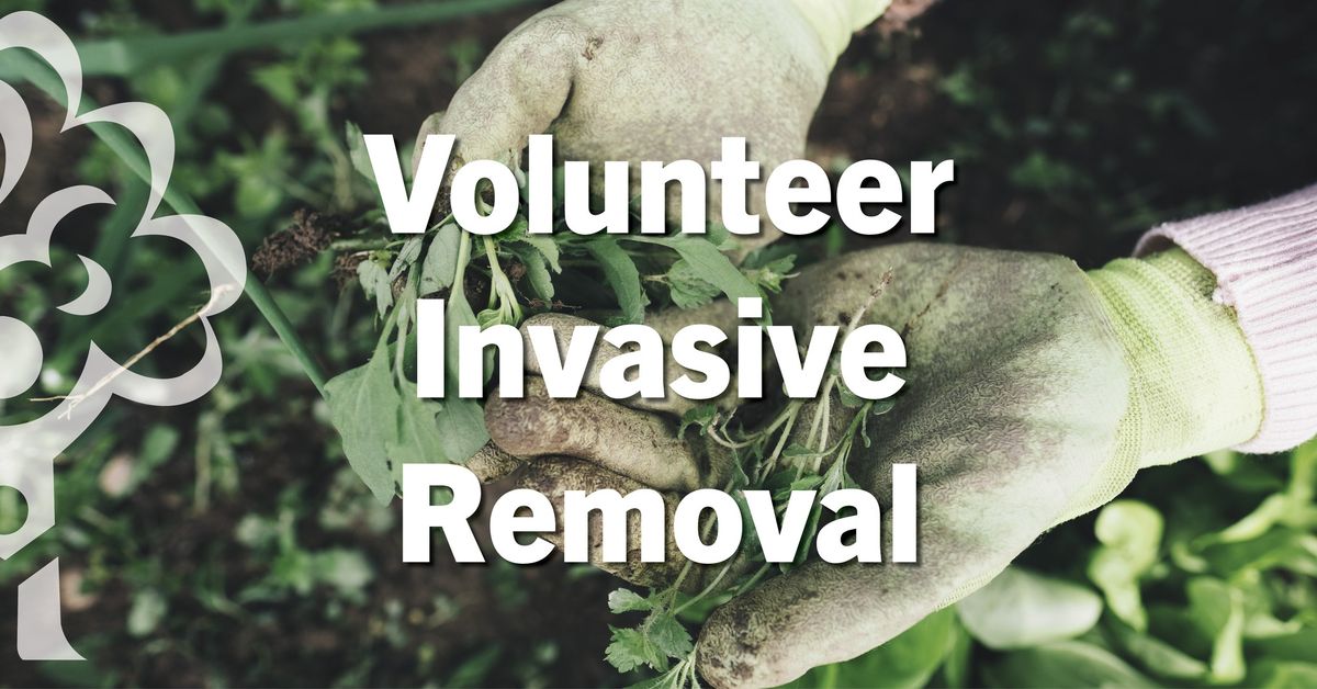 Volunteer Invasive Removal