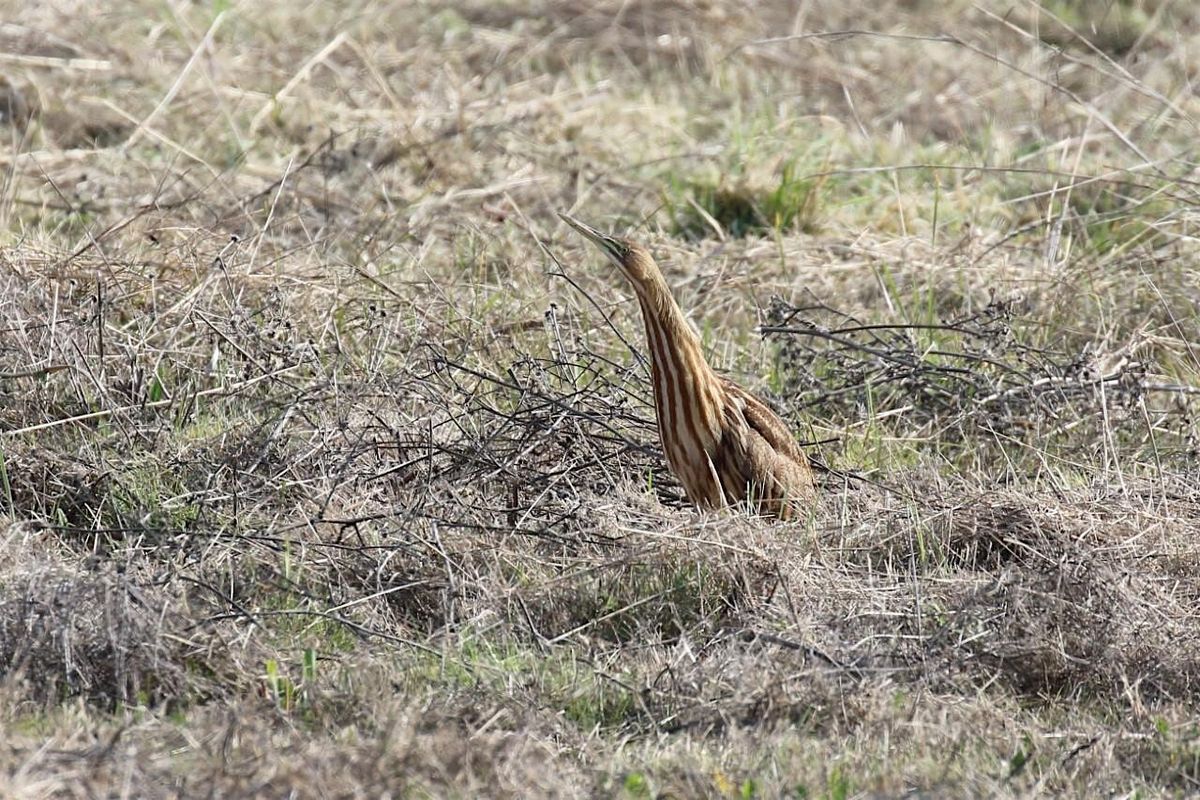 Birding Las Gallinas & Shollenberger Park