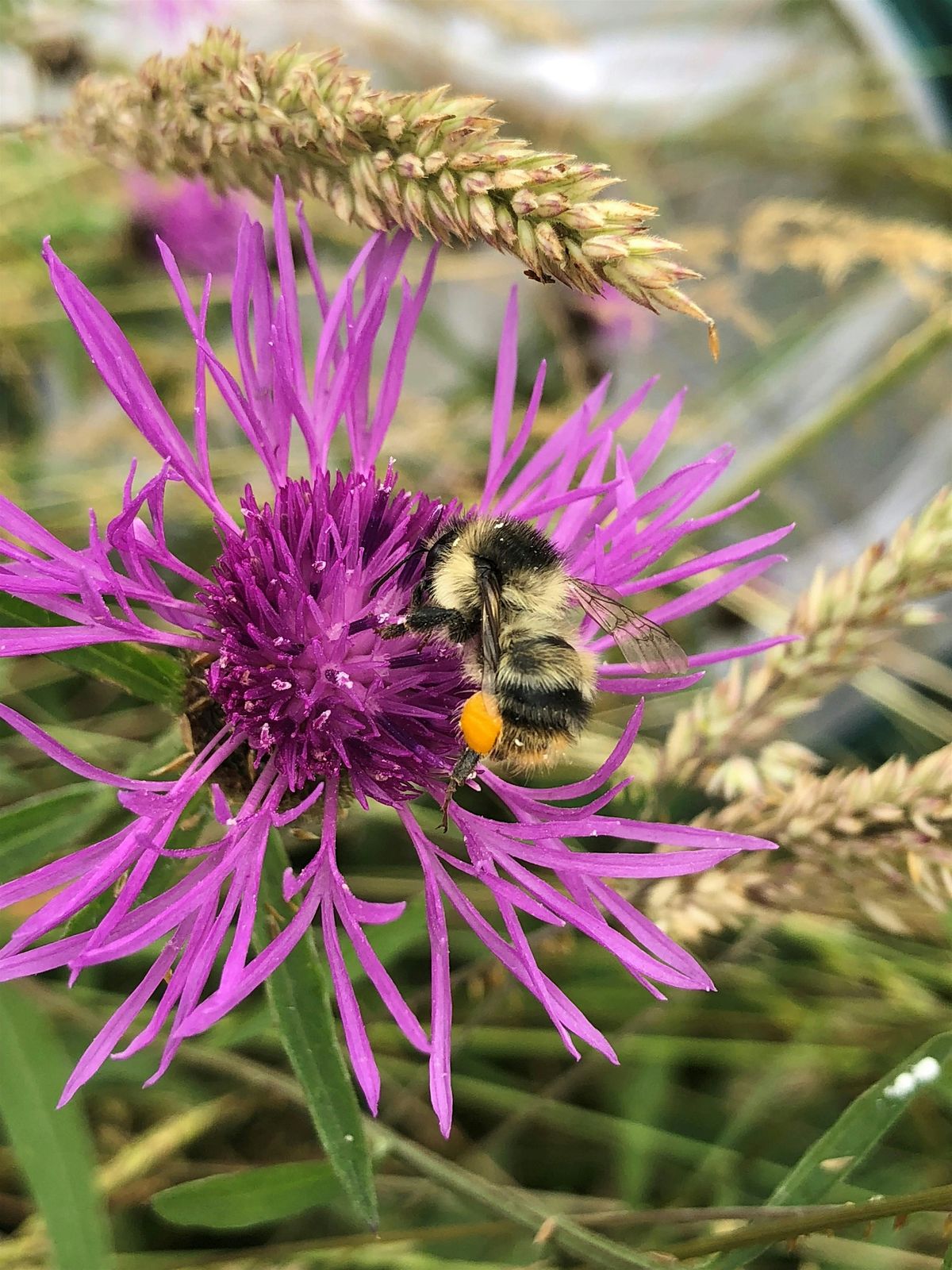 Bees Eye view at Newport Wetlands