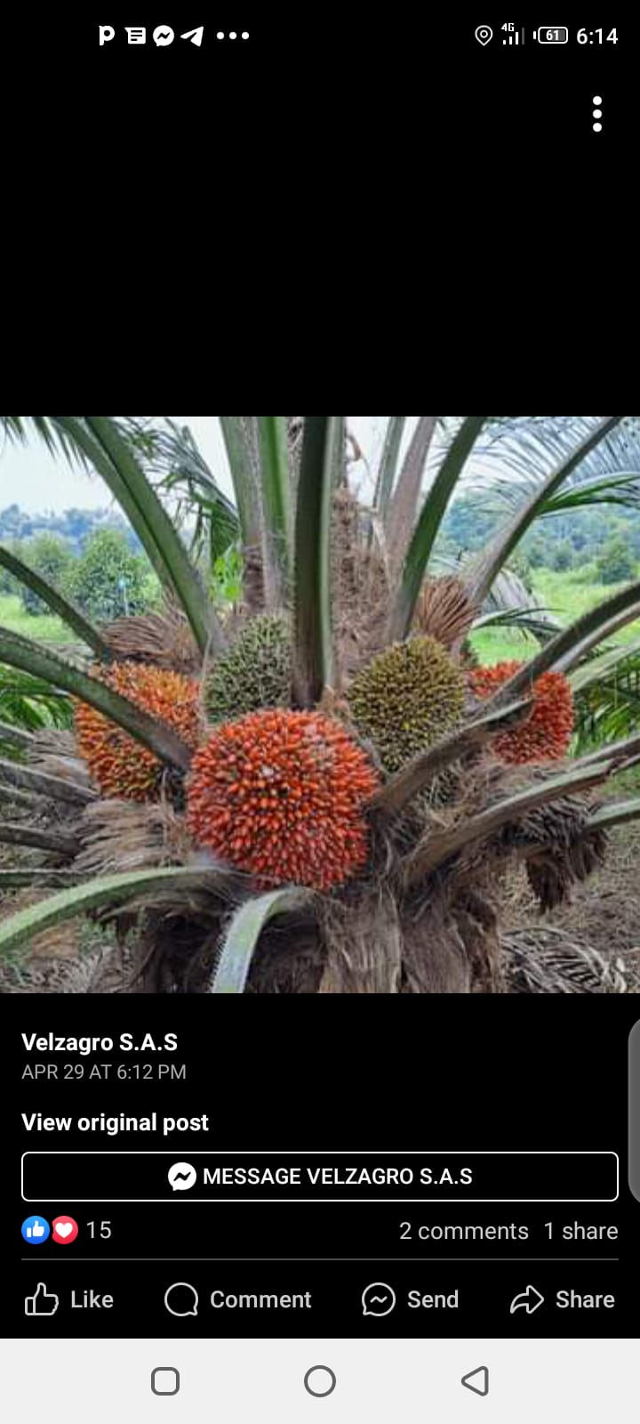 Hybrid palms