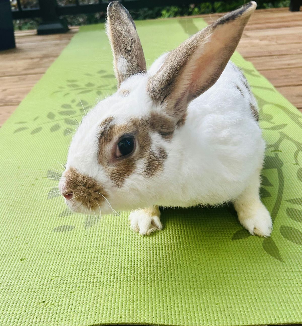 Bunny Yoga!  Aug 23, 9-10:00 @ Dolly\u2019s Dream Rabbit Rescue in St Charles