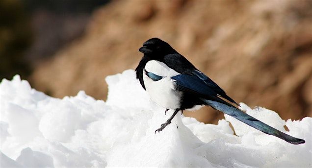 Boulder Open Space Presents: Wintering Birds