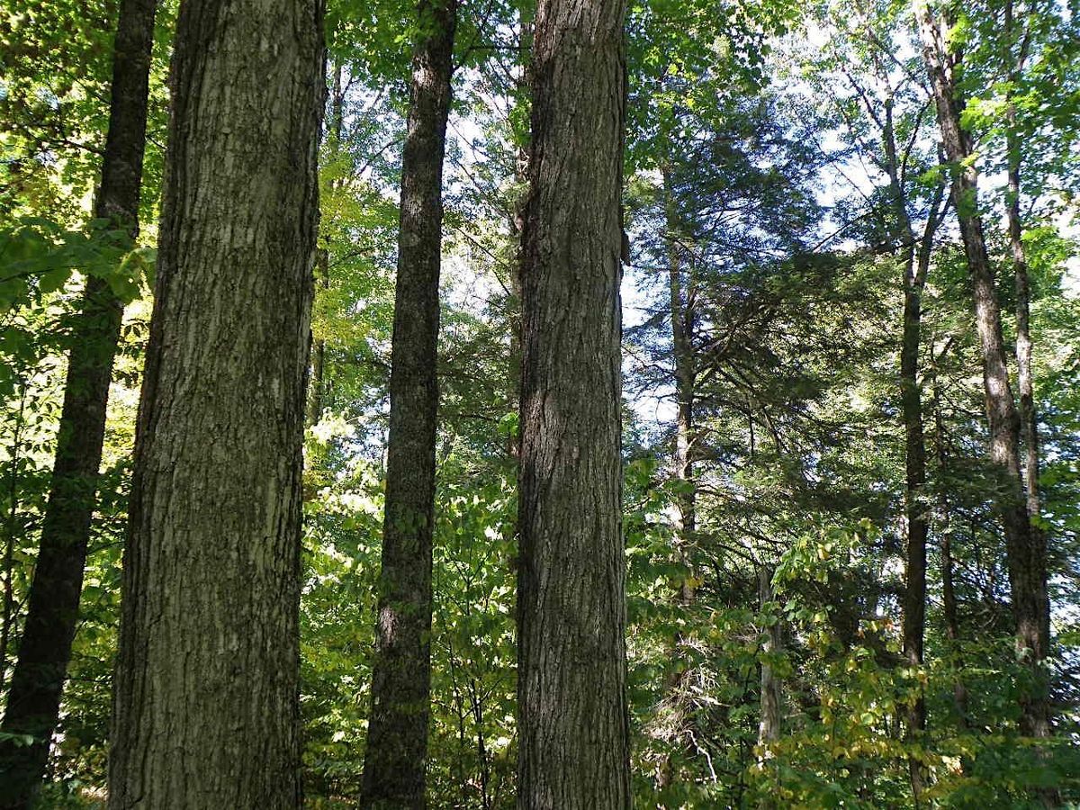 Foresters Fighting Climate Change - Bethel University VT