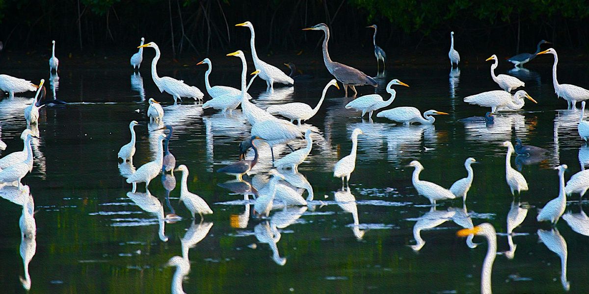 Pelican Island Audubon Society Summer Nature Adventure Camp 2025