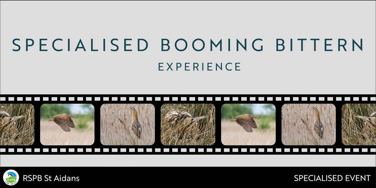 Specialised Booming Bittern Experience- RSPB St Aidan's