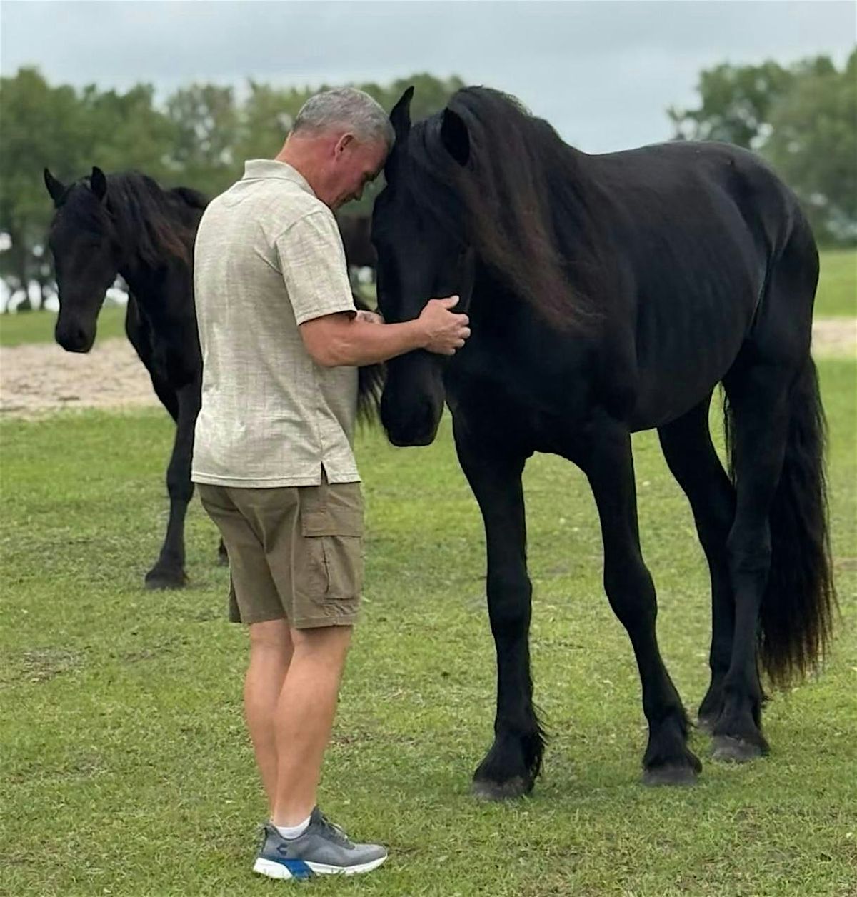 Your Encounter with a Friesan