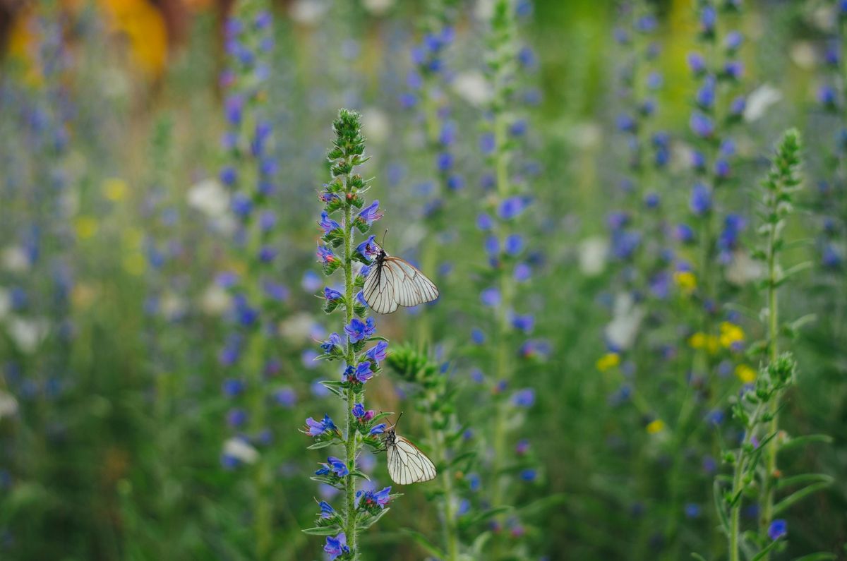 Native Plants on Nearby Hiking Trails