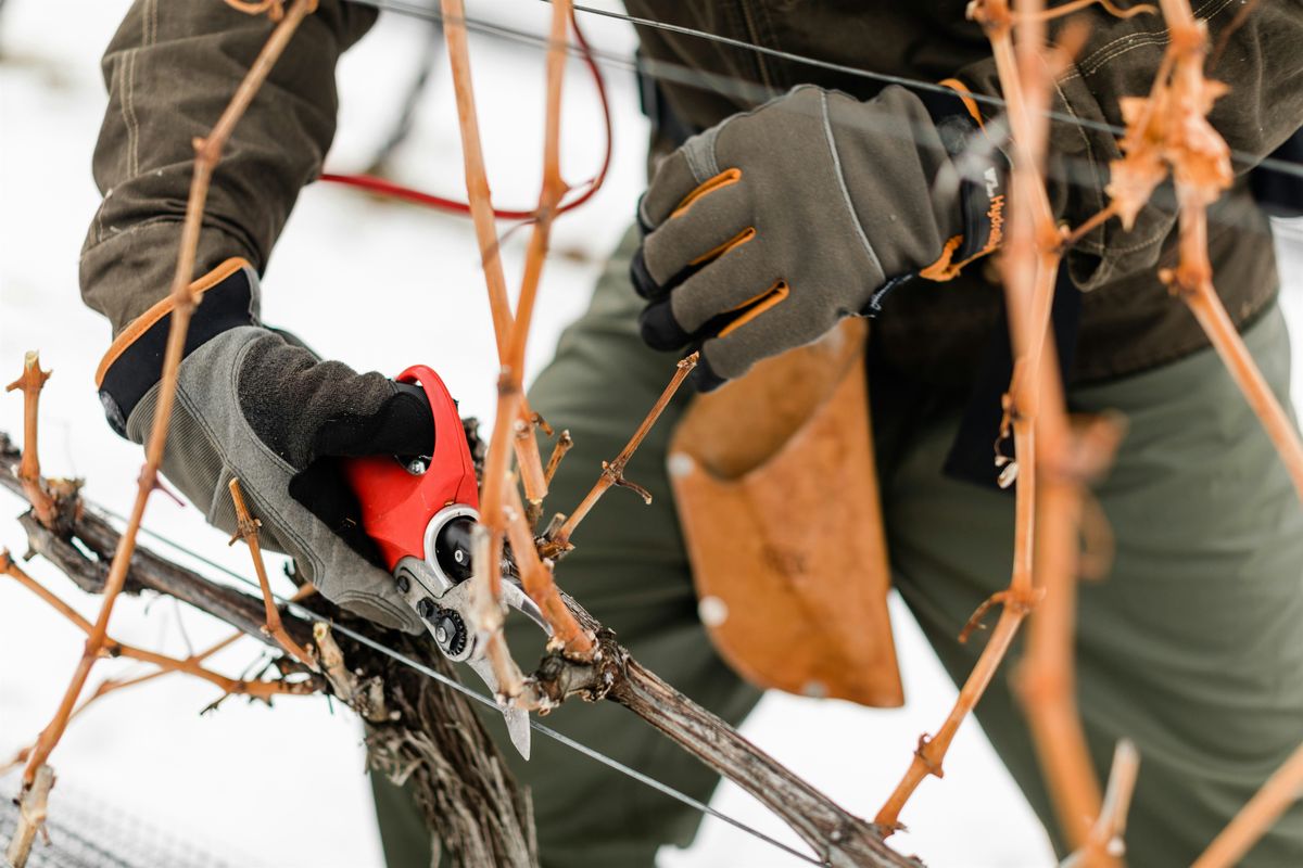 Pruning Workshop - Oliver