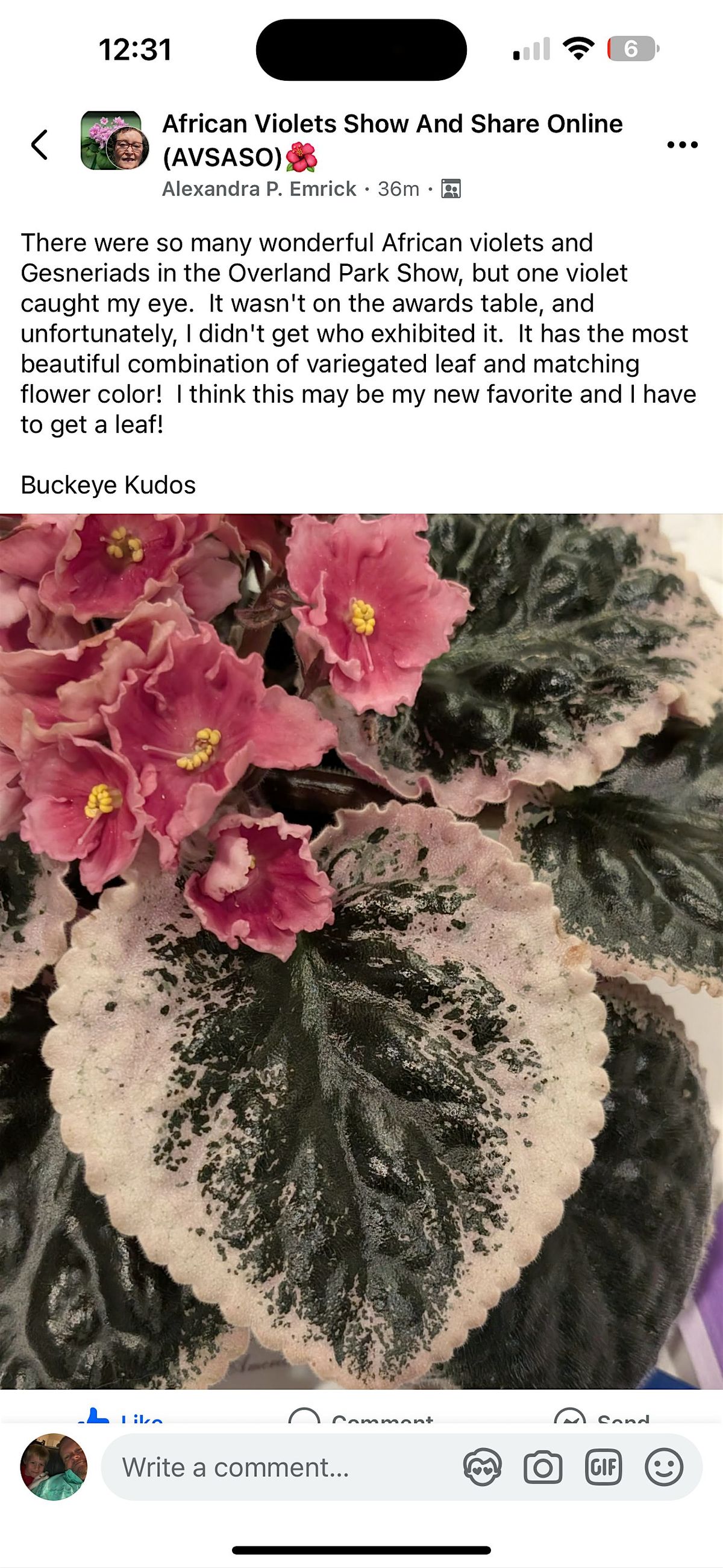 African Violet and related gesneriads sale.