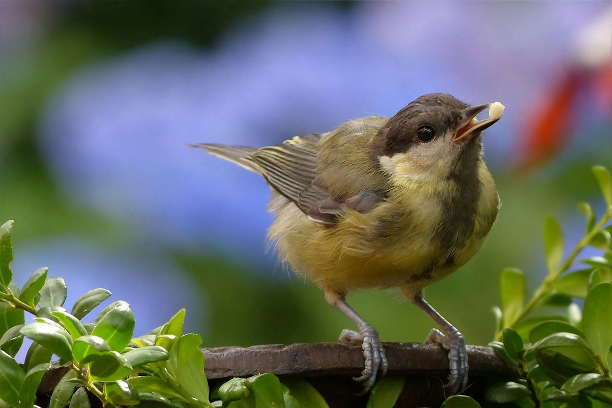 Environmental Ethics Philosopher's Walk: Birding at the Botanical Gardens