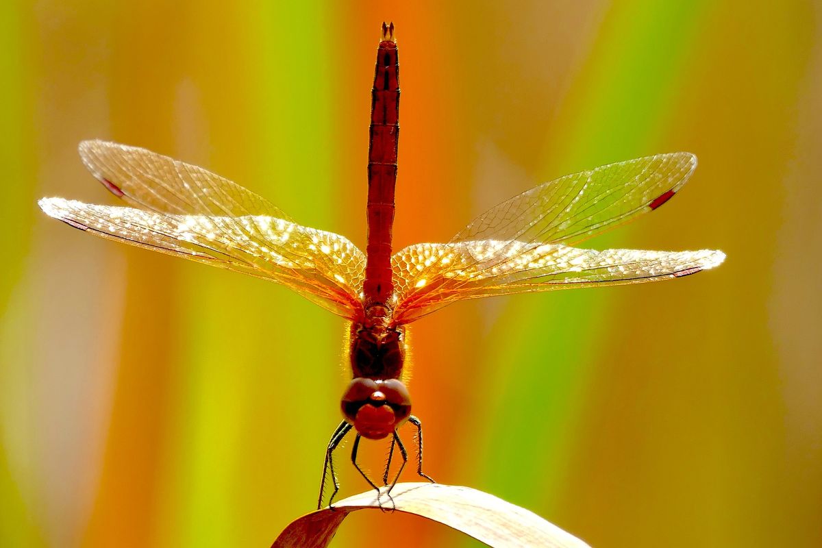 Stand Sympetrum lors de l'\u00e9v\u00e9nement "l'\u00eele du beurre en f\u00eate"