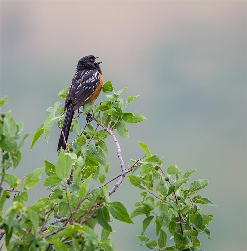 Bird Language Interpretation