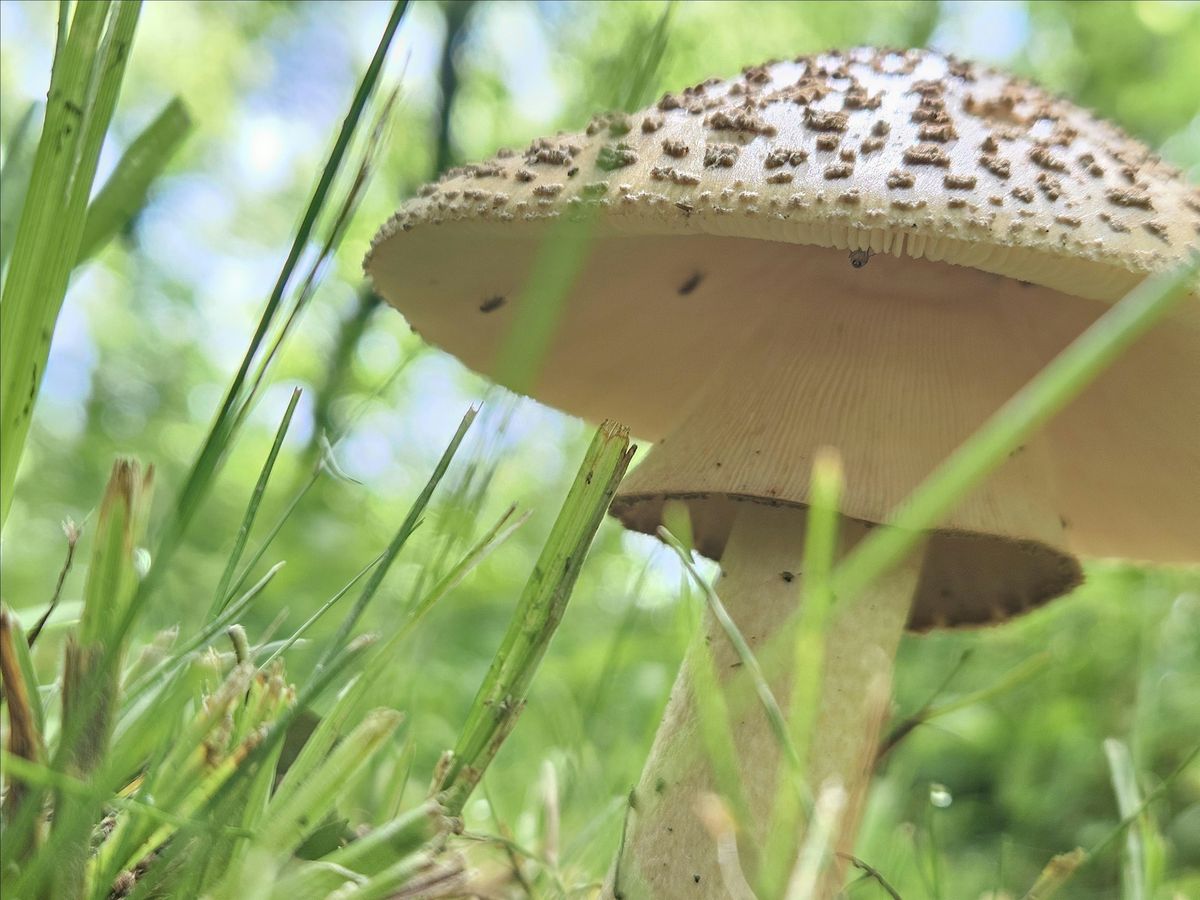Mushroom Foray at The Arboretum