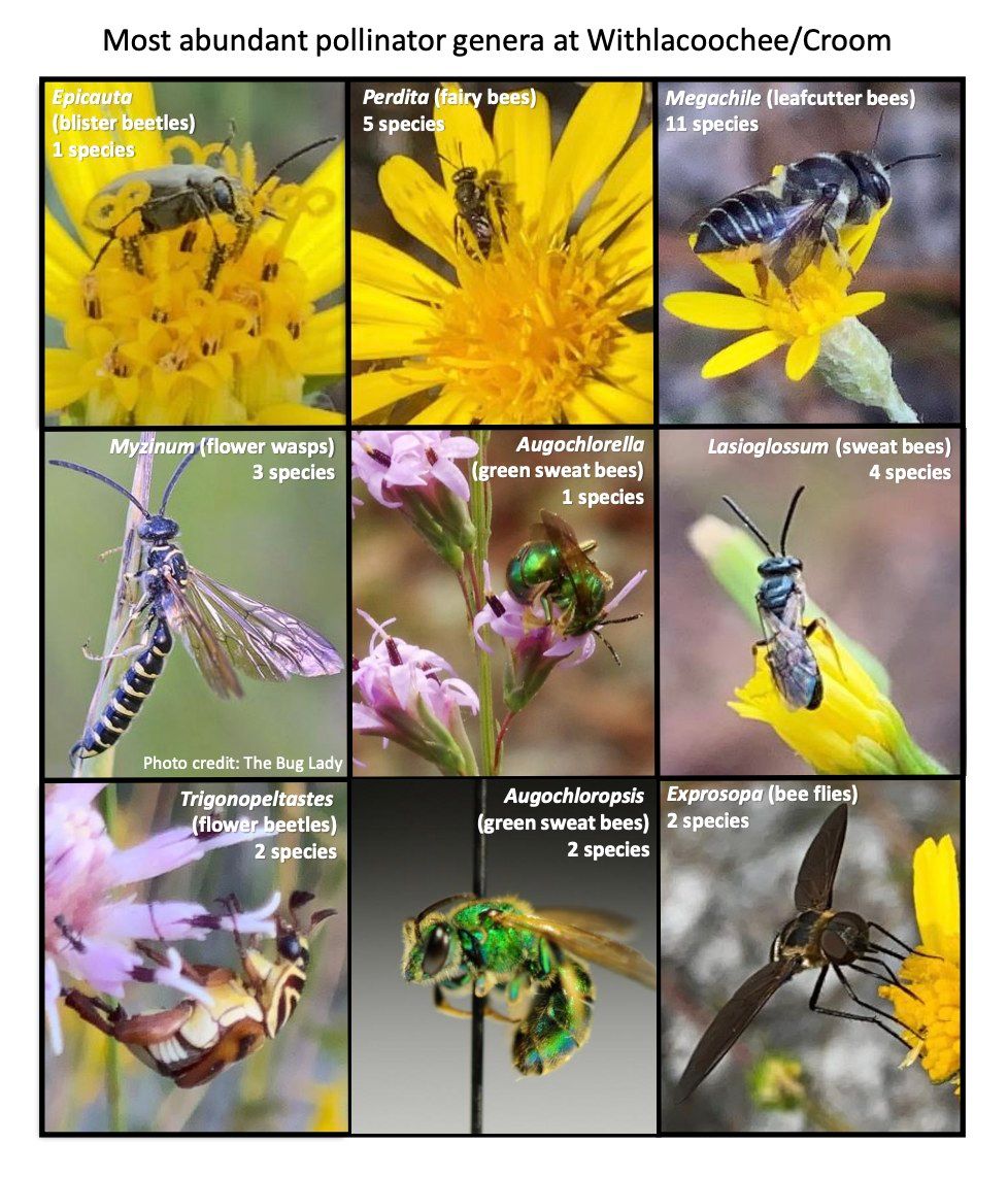 Monthly Meeting and Public Program: Plant-pollinator networks in fire-maintained sandhills