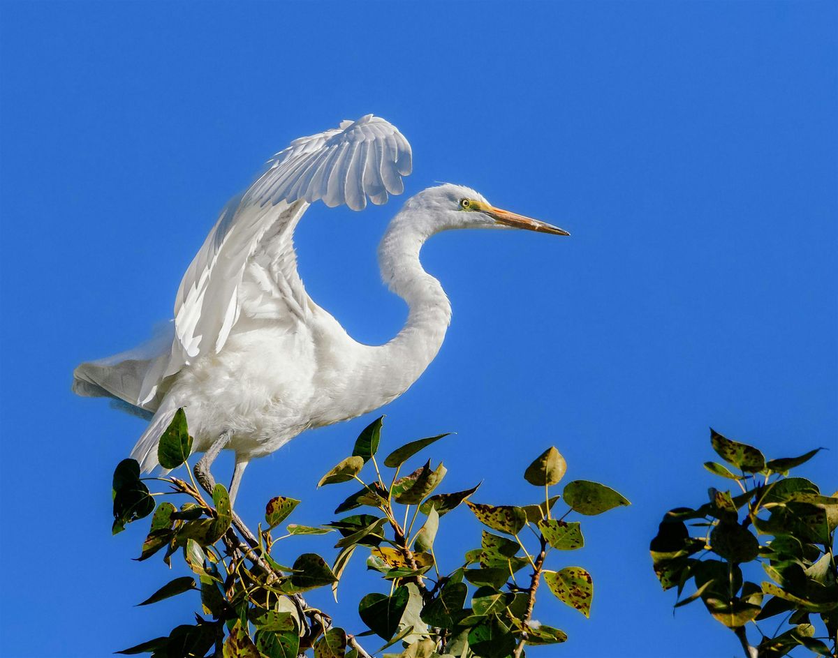 Blacks Creek Birding Hike