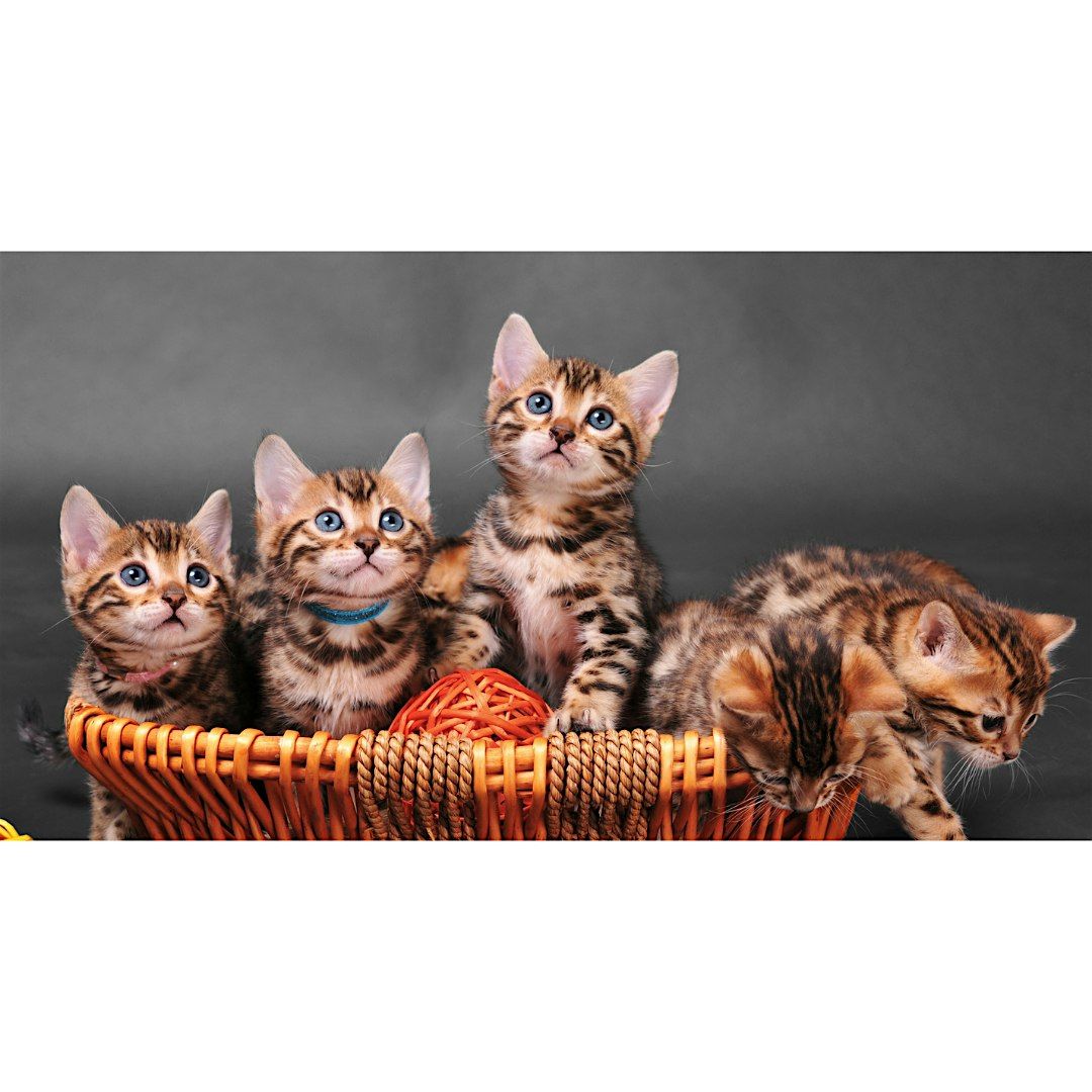 Kitten Yoga  by Yoga Kawa Toronto