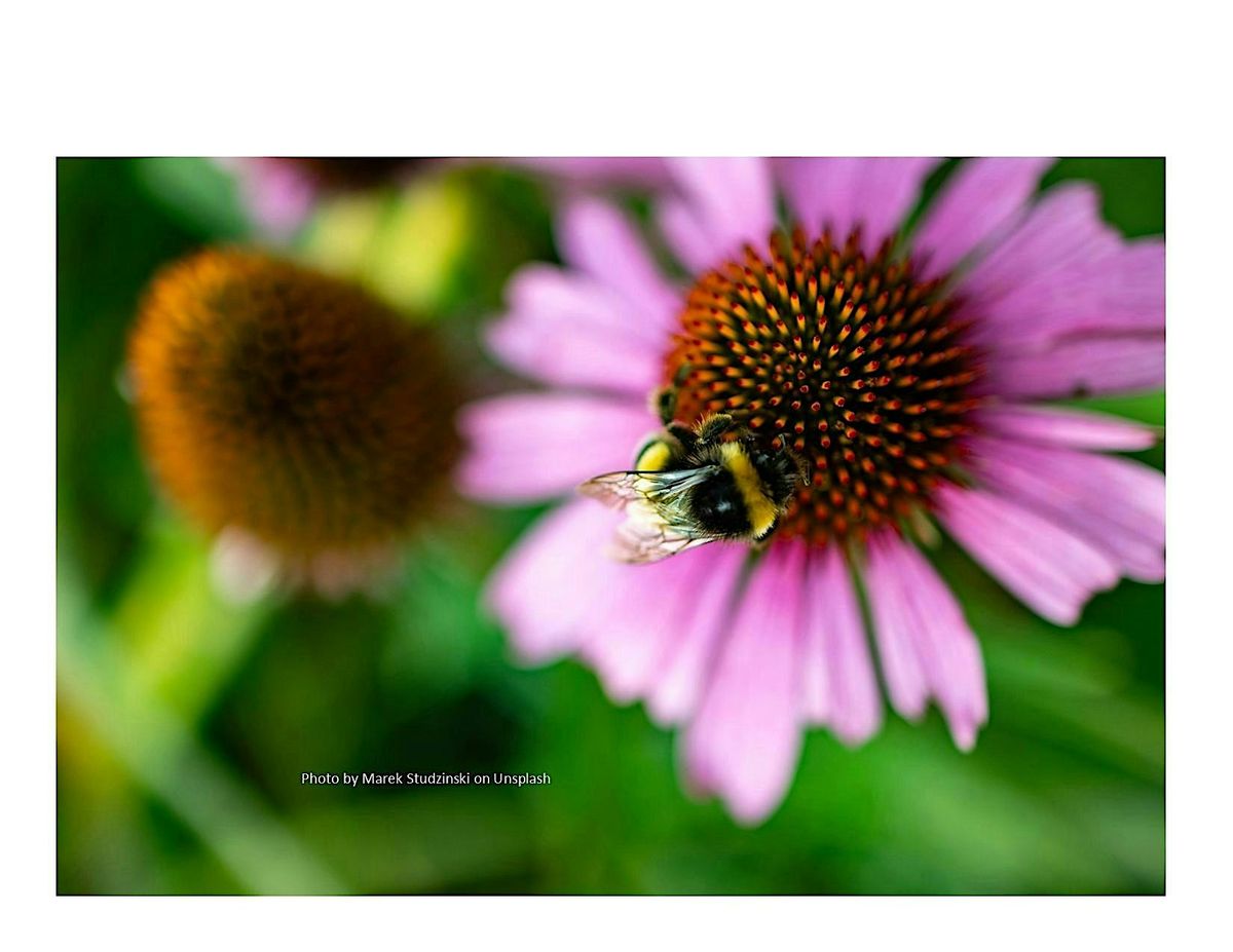 Frederick County Master Gardener: Bumblebees