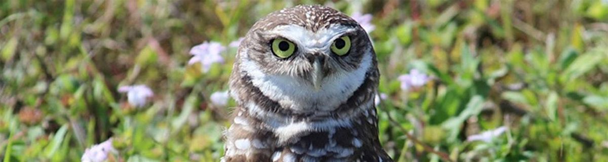 10-21-2025  Who Gives a Hoot! - Owls in Your Neighborhood