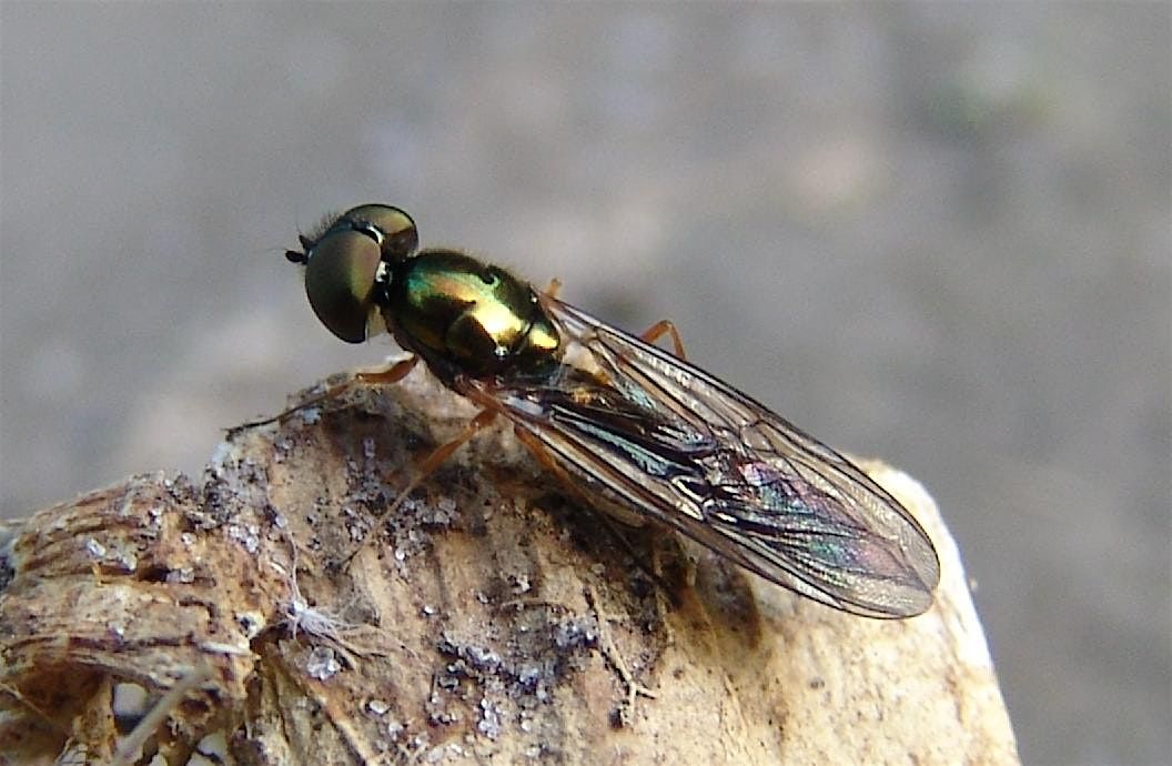 Identifying and Recording Soldierflies and Allies with Martin Harvey