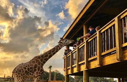 \ud83d\udc0a Wild Florida Drive-Thru Safari Park 4-Day Getaway \ud83c\udf34 Orlando $79 Per Couple