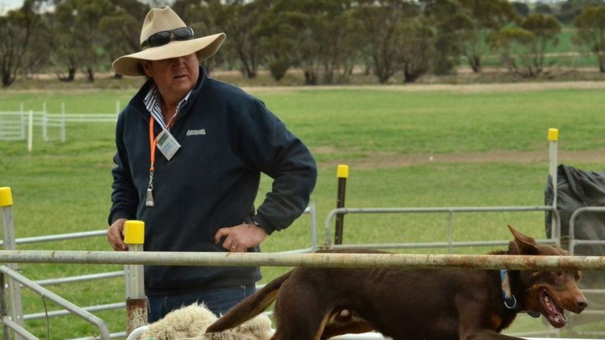 Working Dog Training School with White's Kelpie Stud