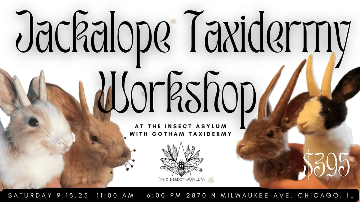 Jackalope Taxidermy Class with Gotham Taxidermy