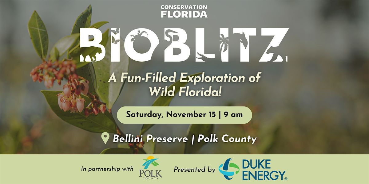 Bioblitz at Bellini Preserve, Bellini Preserve, Poinciana, 15 November 2025